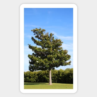 Southern Magnolia Tree Sticker